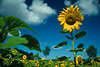 Blütenfeld Aufnahmen Sonnenblumen Gelbblüte Stengel über Grünblätter vor Blauhimmel Wolken