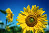 Blütenscheibe Bild Sonnenblume runde Gelbblüte Nahaufnahme am Himmel gelb-blau Kontrast