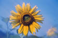 Sonnenblume Strahlen am Blauhimmel Gelbblüte Abstraktbild Bewegung Unschärfe Fotodesign