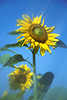 Sonnenblumen Rundblüte Farbstreifen Bewegung am Blauhimmel abstrakt Fotos verwischte Naturbilder