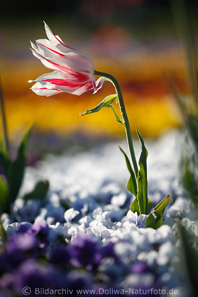 Tulpe Frhlingsblte weiss-rot Blume blhende Florarabatte