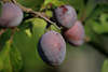 Zwetschgen Pflaumenzweig Obstbild Prunus domestica Steinobst Frchte