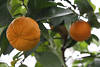 Pomeranze bittere Orange Zitrusfrüchte Foto am Obstbaum in Grünblätter reifend