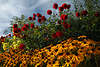 004124_Georginien, rote Dahlien am Blauhimmel+gelber Sonnenhut Blumenfeld Florafoto