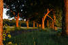 Baumallee lichtdurchflutete Rotstämme Naturbild in Abendlicht kunstvolle Komposition