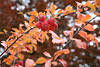 Zieräpfel Rotfrüchte Foto in Glitzer Gegenlichtpunkte am Blätterzweig künstlerisches Bild