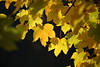 Ahorn gelbe Herbstblätter Naturfoto in Gegenlicht Laub gefärbte Baumblätter Nahphoto