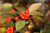 Beeren Rotfrüchte dicht beisamen in Blätter elliptisch zugespitzt unten behaart in Bild der Zwergmispel