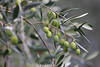 Oliven grüne Olivenfrüchte am Ölbaumzweig mit länglichen ledrigen Blättern