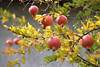 Granatapfelbaum Rotfrüchte Bild Obst Granatfrucht reifende Punische Äpfel Foto