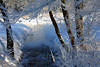 210165_Flussufer-Winterflora in Eisschnee am Wasser Froststarre Rauhreif Naturfoto