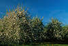 Apfelbäume voll Weissblüten Foto Obstbaumblüte Frühling Apfelblüte Bild