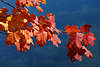 Ahorne Herbstblätter roter Zweig über Blaufläche