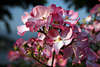 Apfelblüten-Grossfoto rosa-weiss blühender Obstbaumzweig Frühlingsblüten Makrobild