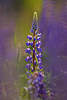 Lupine Blütenrispe in Gegenlicht Naturbild Fotodesign