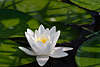 45711_ Seerosen Fotos: Weisse Seerose, Nymphaea alba, Nuphar Blüte, Schwimmblattpflanze in Wasser, grüne Blätter schwimmen