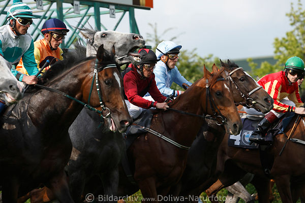 Rennpferde Jockeys Startfoto Pferderennen Dynamik Rennbild