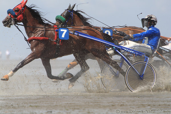 Traber Wattrennen Sulky Pferde Hufe Wasserspritzer Lauf Bewegung Aktionbild