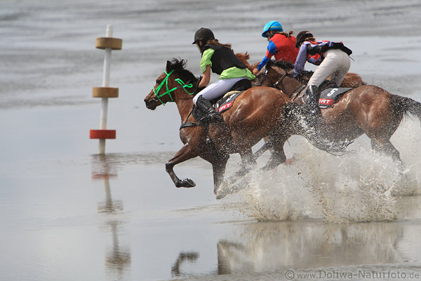 Pferde-Galopp Spritzwasser Wattrennen Sport-Dynamikbild