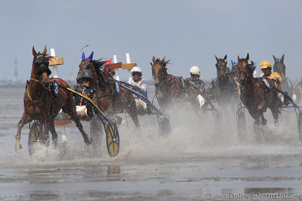 Pferde Traber Wattrennen in Spritzwasser Nass Lauffoto