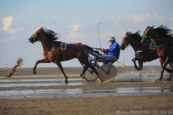 Rennende Pferde Sulkyf�hrer Windtempo Trablauf auf Meergrund