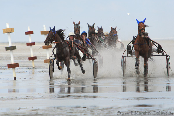 Rennende Pferde Sulky-Gefhrte Trabrennen Meeresgrund Aktionbild