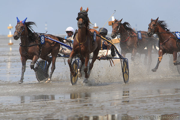 Pferde Traber Sulky-Fahrer in Schick-Spritzer Wattrennen Aktionbild