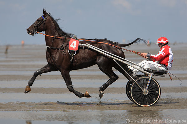 Sulkyfahrer-Pferd Trabeleganz Z�hne Laufbeine Hufe in Luft Rennenbild auf Meergrund