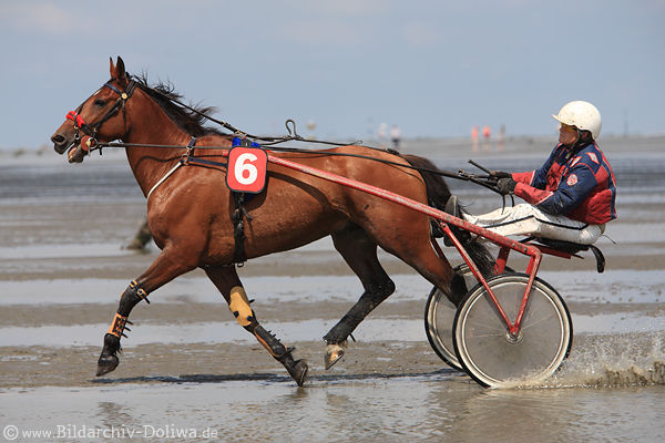 Rennpferd Sulkyfahrer Trabgang Trabrennlauf auf Meerboden