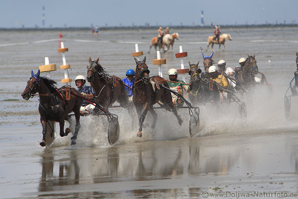 Pferde-Wattrennen Traber-Gespanne in Wasserpftzen bei Ebbe im Meer