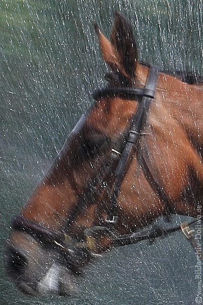 Pferdekopf in Wasserspritzer Wirkungseffekt Bildausschnitt