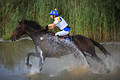 Pferderitt in Wasser Schilf Naturgelnde Reiterin Kulle Moa Amazone