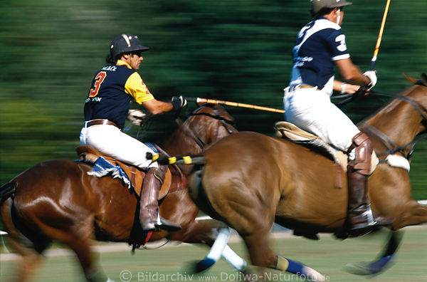3862 Poloreiter Duo Galopp rennende Pferde in Lauf Bewegung Polospiel AktionFoto