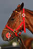 809470_ Polopferd Kopfportrt in Zaum, wie roter Abendsonne, Pferd Kopfbild