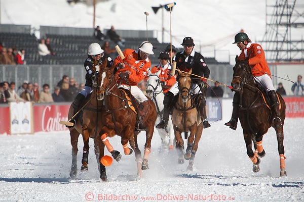 Pferde am Poloball Schnee-Galopp Spielaktion dynamisches Bild 901296 Foto von Sankt Moritz