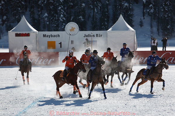 St. Moritz Polospiel schnaufende Polopferde dynamische Sportszene Aktionfoto
