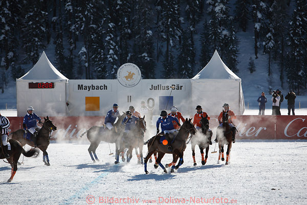 St. Moritz Polomatch schnaufende Polopferde bei Frost Sonnenschein auf Schnee