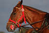 Polopferde Portrts Polopferd Fotos flinke Pferderasse mit viel Ausdauer extra frs Polospiel gezchtet