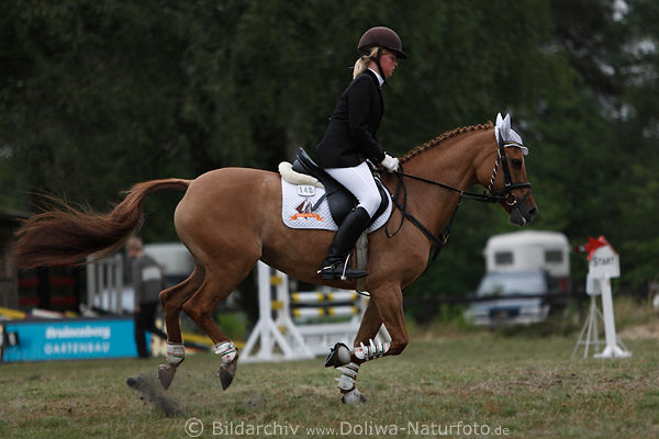 Ponyreiten Mdchen auf Parcours Braunpferd reiten Reitnachwuchs Sportfoto