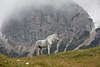 810749_ Pferde Rosse Pferdegeist Foto, Weisser Schimmel Wildpferd Gespenst in Nebel unter Berg