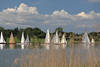 1401156_Segeln Bild Regatta in Schlei Wasser Schilf Seeufer Landschaft schöne Wolken Foto