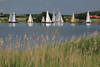 1401169_Segeln Bild in Natur der Schlei Landschaft Weißsegel, Schilf Panorama auf Seewasser