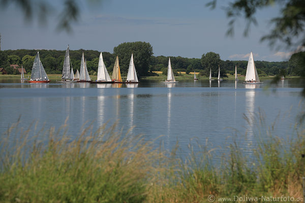 Classic Week weisse Segeln Spiegelung in Wasser der Schlei Natur Landschaft Bild Sportregatta