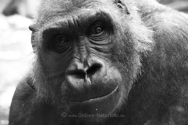 Gorilla schwarze Menschenaffe Portrt des Kopfes