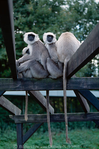 Hulmans Affenfamilie lange Schwnze kuschelnde Languren