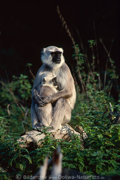 Hulmans Affen Mutter+Kind in Arm baby kuscheln