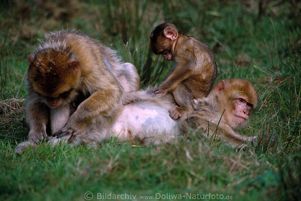 Magot Affenfamilie Macaca sylvana Berberaffen Fellpflege