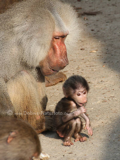 Paviane Affenbaby ssses Tierkind Portrt frsorgliche Affenmutter des Mantelpavian