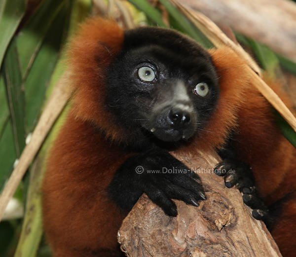 Vari rot-schwarzer Affe mit groen Augen Varecia rubra ssses Schwarzgesicht