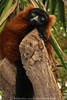 Vari roter Affe mit Schwarzgesicht Foto Varecia rubra Tierporträt am Baumstumpf